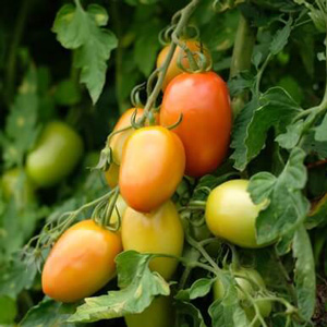 Mosaïque photo tomates.jpg